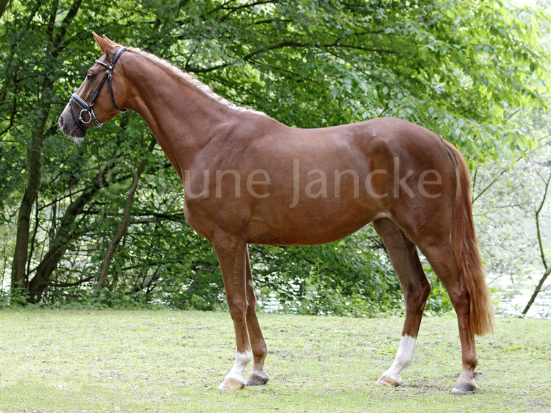 Longhena Foto © Lune Jancke